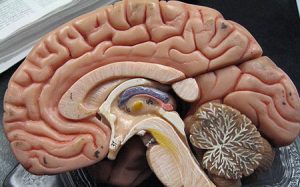 biology model of a brain
