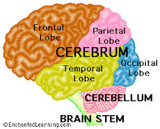 brain image showing different lobes of the brain