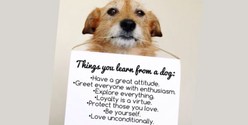 Things we can learn from dogs